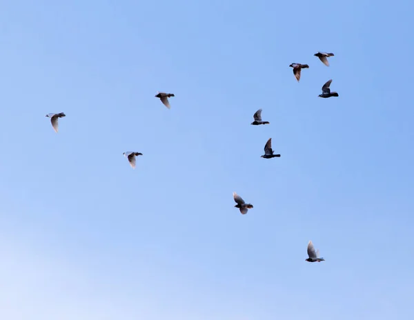 Um rebanho de pombos no céu — Fotografia de Stock