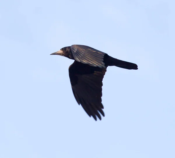 Corbeau sur fond de ciel bleu — Photo