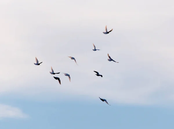 Um rebanho de pombos no céu — Fotografia de Stock