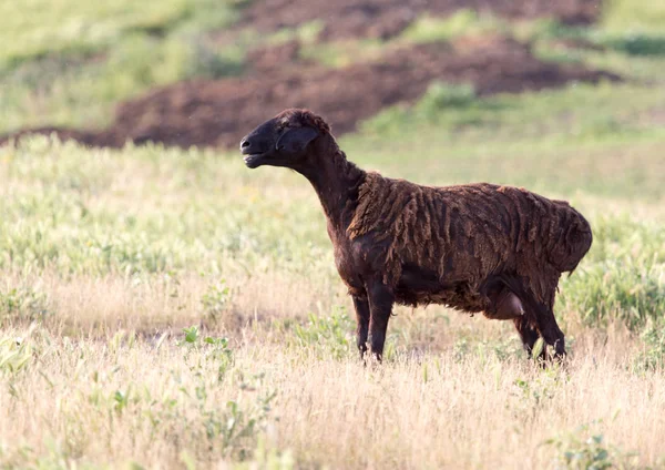 Schapen in de wei — Stockfoto