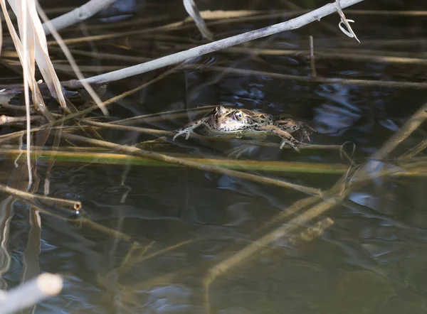 Frog på naturen - Stock-foto