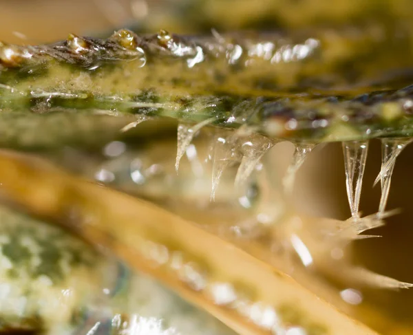 Crayfish como pano de fundo. macro — Fotografia de Stock