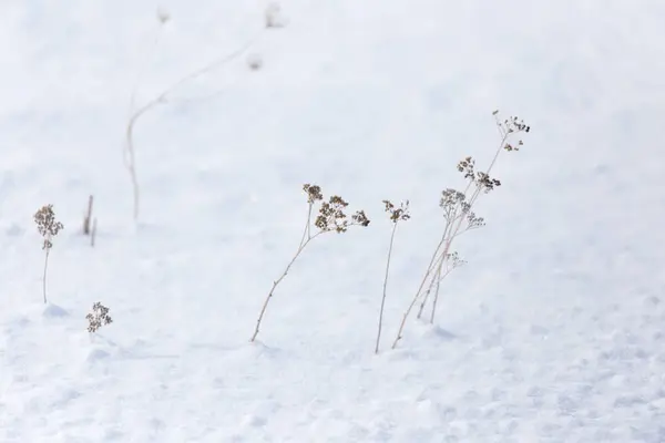 Droog gras in de sneeuw — Stockfoto