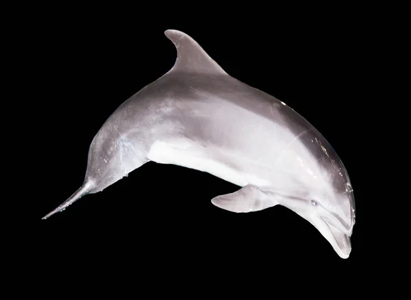Дельфин на черном фоне — стоковое фото