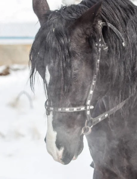 冬の自然に馬の肖像 — ストック写真