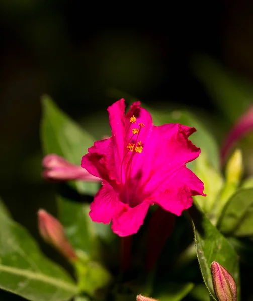 Fleur rouge dans la nature — Photo