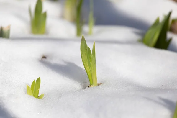 Herbe dans la neige sur la nature — Photo