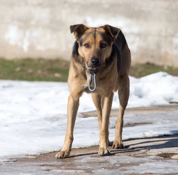 Hond op natuur in de winter — Stockfoto