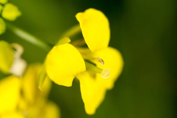 Μικρό κίτρινο λουλούδι στη φύση. μακροεντολή — Φωτογραφία Αρχείου