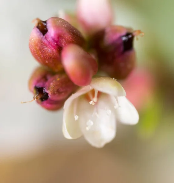 Pequena flor na natureza. macro — Fotografia de Stock