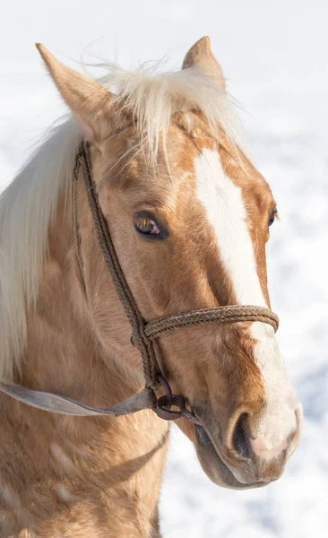 冬の自然に馬の肖像 — ストック写真