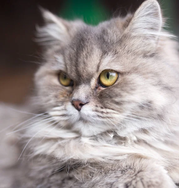 Porträtt av fluffiga katten — Stockfoto