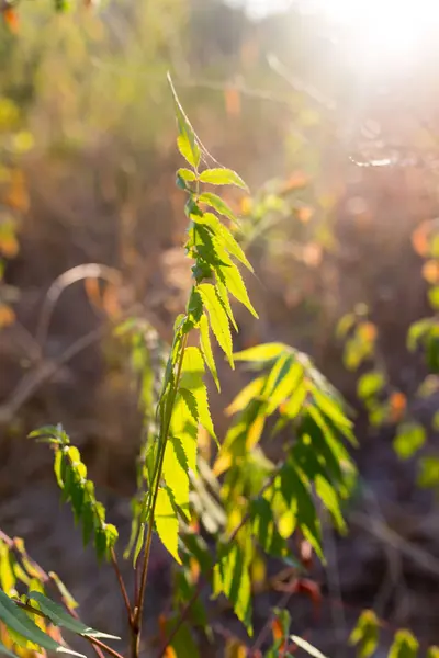 Branch planten met groene bladeren bij zonsondergang — Stockfoto
