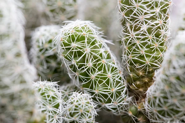 Home cactus. macro — Stock Photo, Image