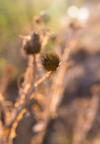 Plante piquante sèche au coucher du soleil — Photo