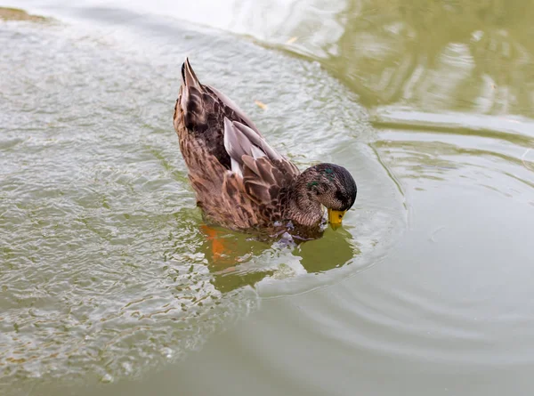 Kachny v rybníku v přírodě — Stock fotografie