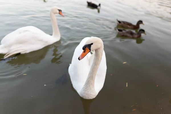 Zwei Schwäne in einem Teich in der Natur — Stockfoto