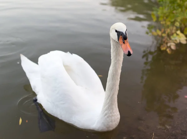 Labuť v rybníku v přírodě — Stock fotografie