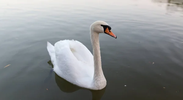 自然の池を白鳥します。 — ストック写真