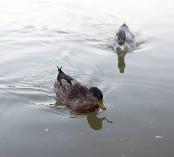 Kachny v rybníku v přírodě — Stock fotografie