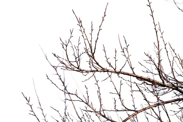 Galhos de árvore em um fundo branco — Fotografia de Stock