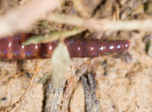 Vers dans la nature. super macro — Photo