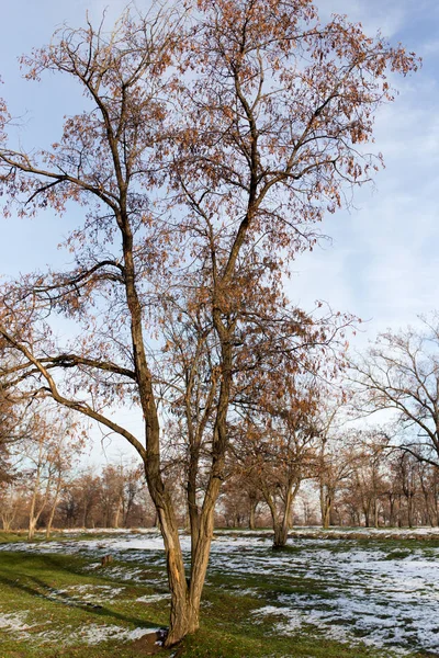 Bäume im zeitigen Frühling in der Natur — Stockfoto