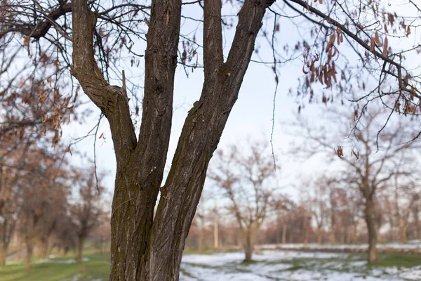 Arbres au début du printemps dans la nature — Photo