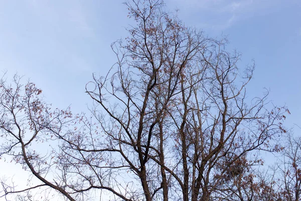 Kala grenarna av ett gammalt träd i naturen — Stockfoto