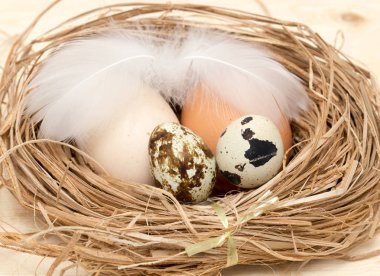 bir yuvaya tüy ile bıldırcın yumurtası