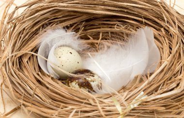 bir yuvaya tüy ile bıldırcın yumurtası