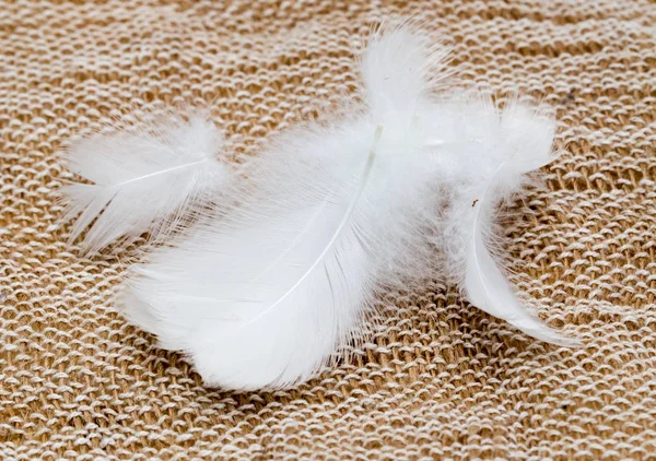 White feather on fabric — Stock Photo, Image