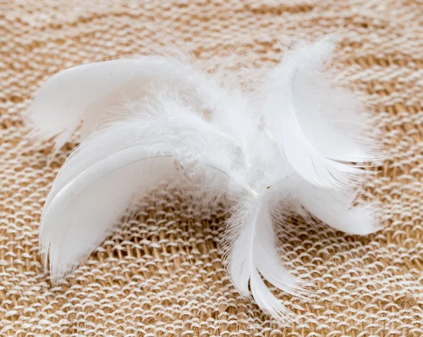 Kumaş üzerine beyaz tüy — Stok fotoğraf