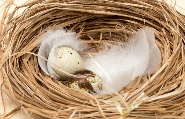 Huevos de codorniz en un nido con plumas — Foto de Stock