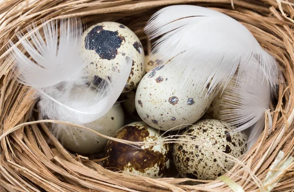 Quail eggs in a nest with feather — Stock Photo, Image