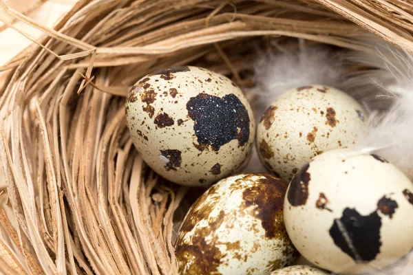 Перепелиные яйца в гнезде с пером — стоковое фото