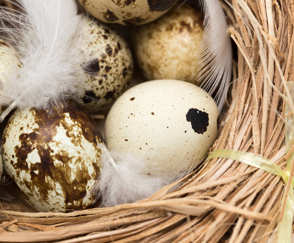 перепелиные яйца в гнезде с пером
