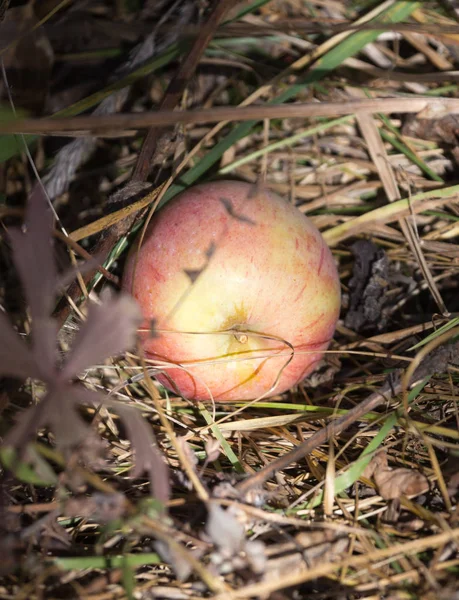 Яблоко на земле в природе — стоковое фото
