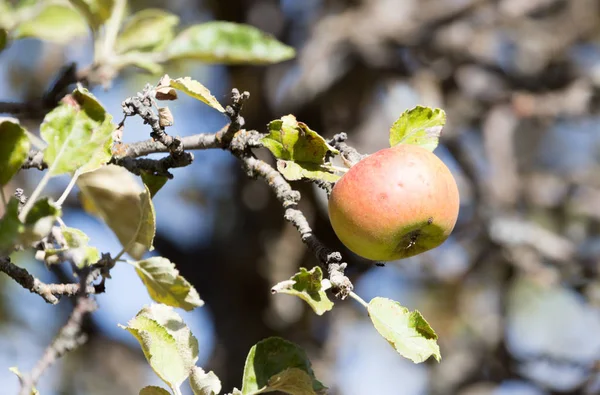 Manzanas maduras en el árbol en la naturaleza — Foto de Stock