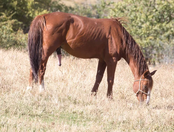 Cavallo rosso sulla natura in autunno — Foto Stock