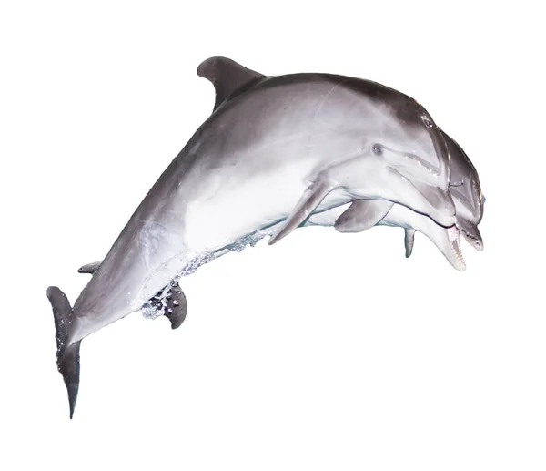 Due delfini su sfondo bianco — Foto Stock