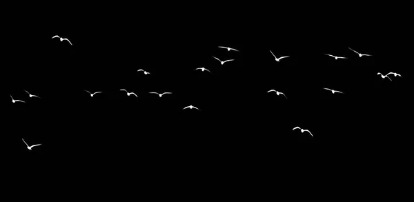 Siyah arka planda bir kuş sürüsünün silueti — Stok fotoğraf