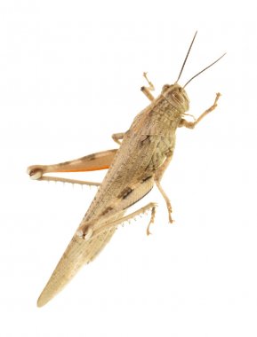 beyaz zemin üzerine çekirge