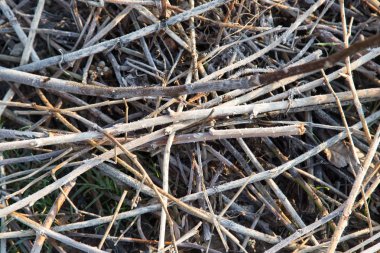 dallar yere arka plan olarak frost