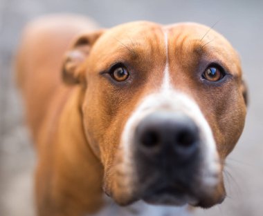 bir çukur boğa köpek portresi