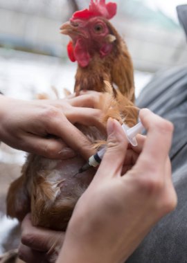 Veteriner enjeksiyon tavuk çiftliği yapar