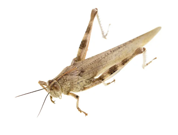 Grasshopper on a white background — Stock Photo, Image