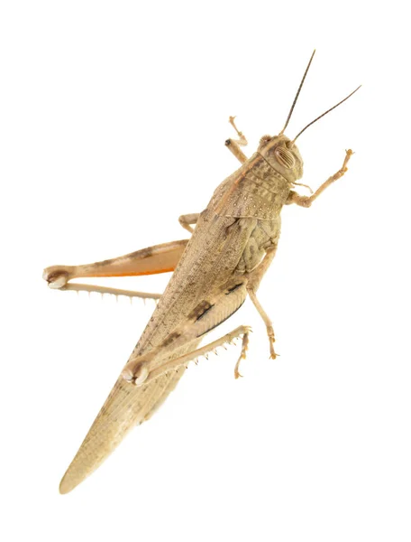 Grasshopper on a white background — Stock Photo, Image