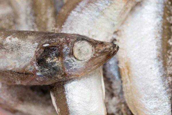 Frozen capelin as background — Stock Photo, Image