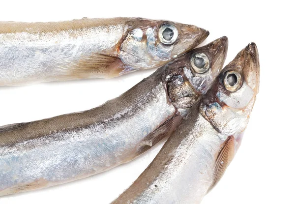 Lodda på vit bakgrund — Stockfoto